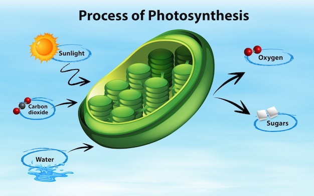 what-is-the-correct-balanced-equation-of-photosynthesis