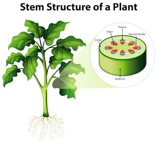 39-plant-stem-diagram-background-humans-diagram-anatomy