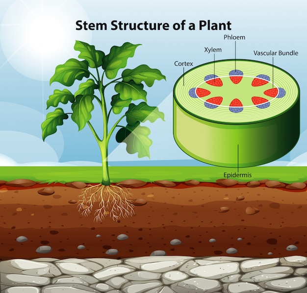 Premium Vector Diagram showing stem structure of a plant