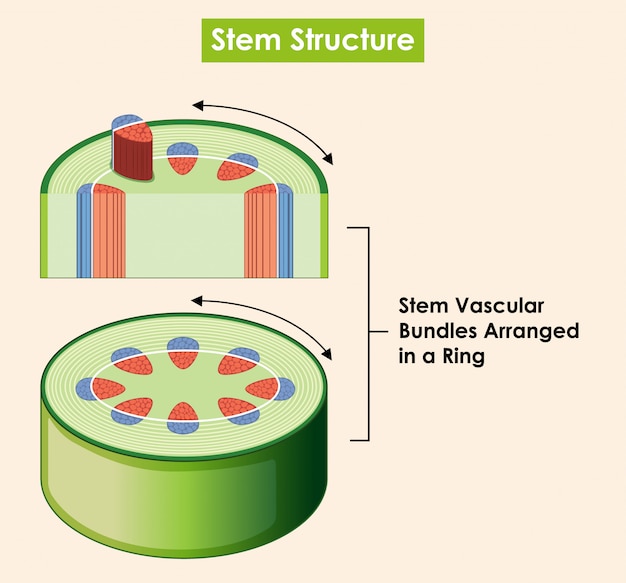 Diagram showing stem structure Vector | Free Download