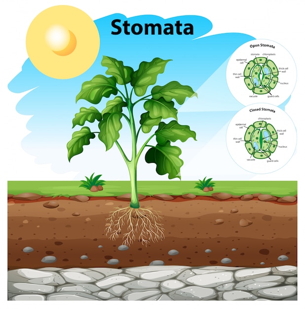 Diagram showing stomata of a plant Vector | Free Download