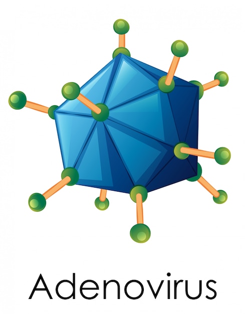 Free Vector | Diagram showing structure of adenovirus