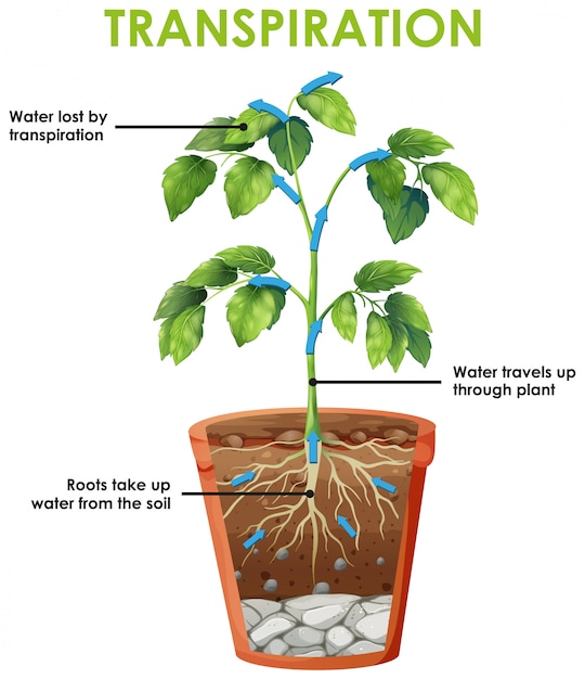 Water Cycle Diagram Transpiration