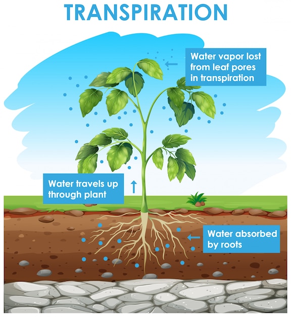 Free Vector Diagram showing transpiration in plant