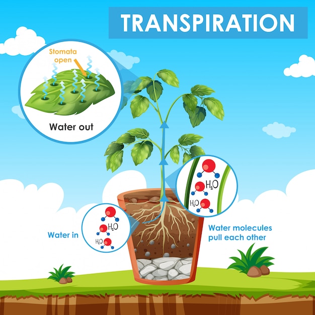 Diagram showing transpiration in plant Premium Vector