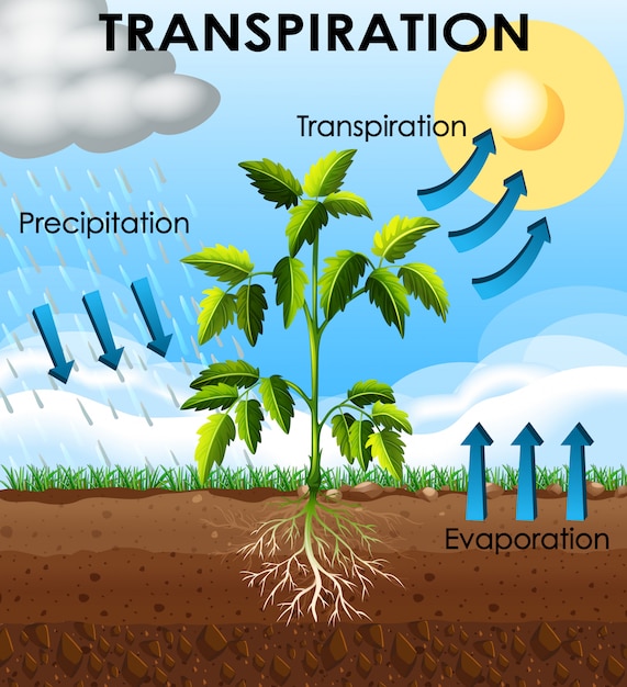 Free Vector | Diagram Showing Transpiration Of Plant