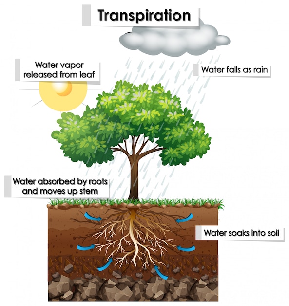 Transpiration Diagram