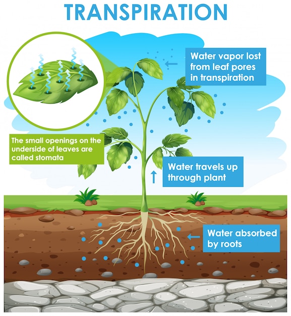 Free Vector | Diagram showing transpiration in plant