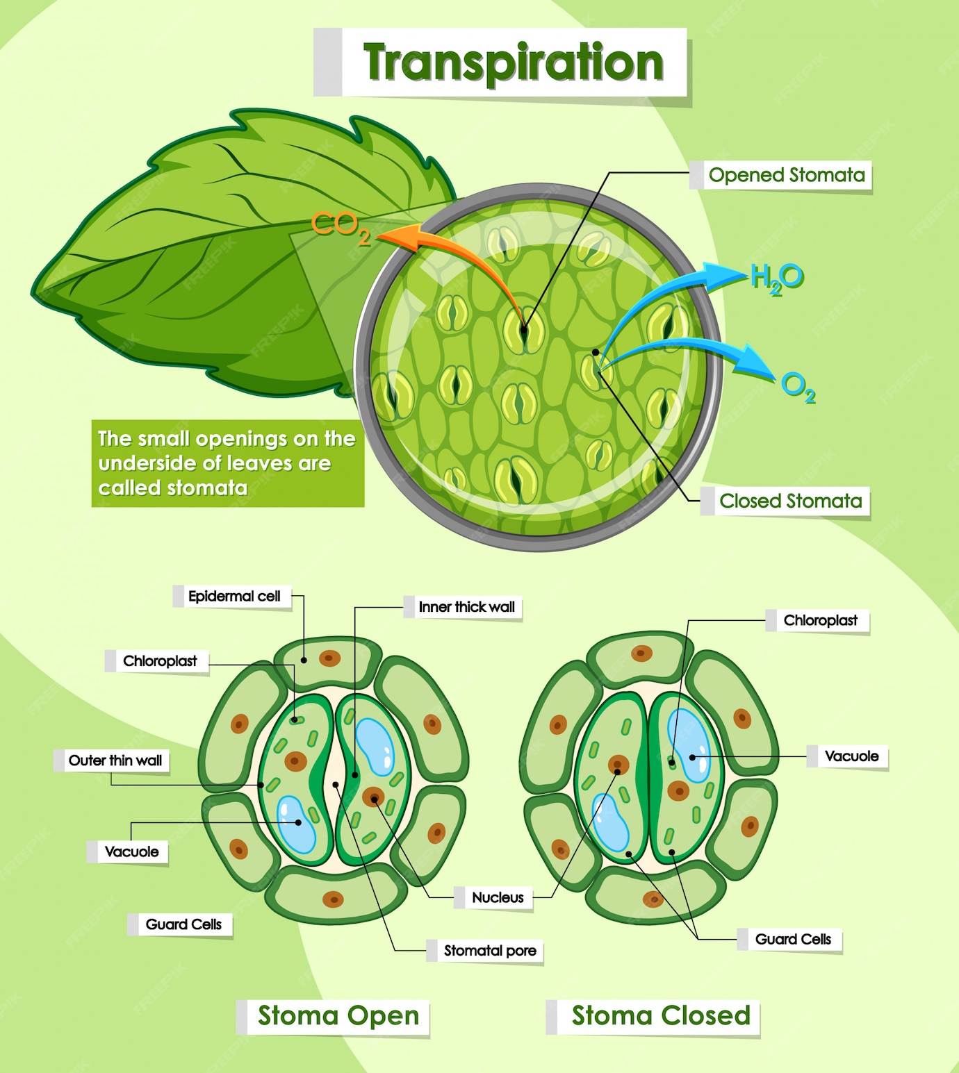 free-vector-diagram-showing-transpiration-of-plants