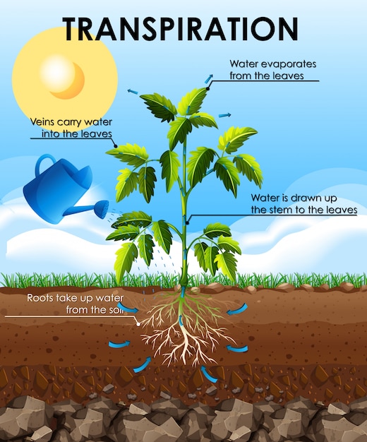 Free Vector | Diagram showing transpiration with plant