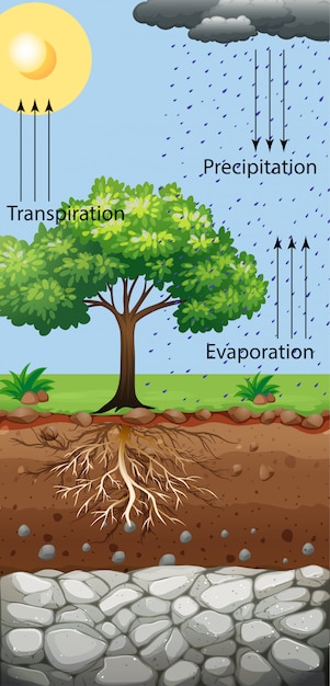 Premium Vector | Diagram showing tree and transpiration