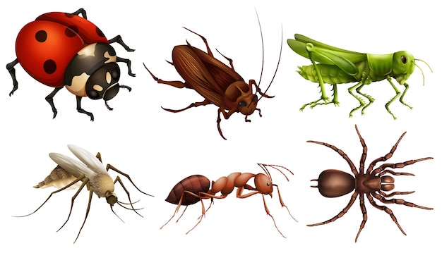Premium Vector | Different insects