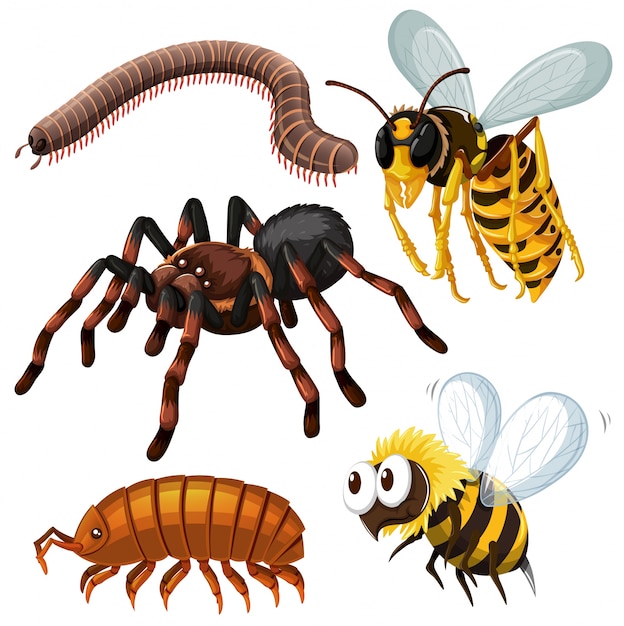 Different kind of dangerous insects
illustration
