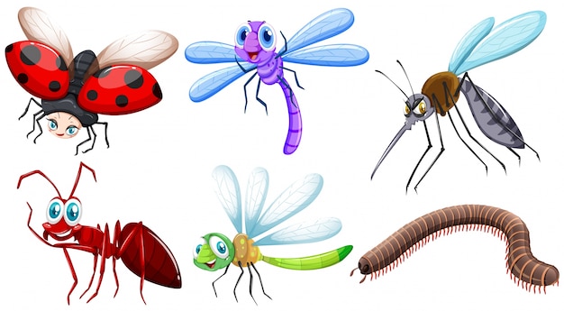 Different kind of insects illustration