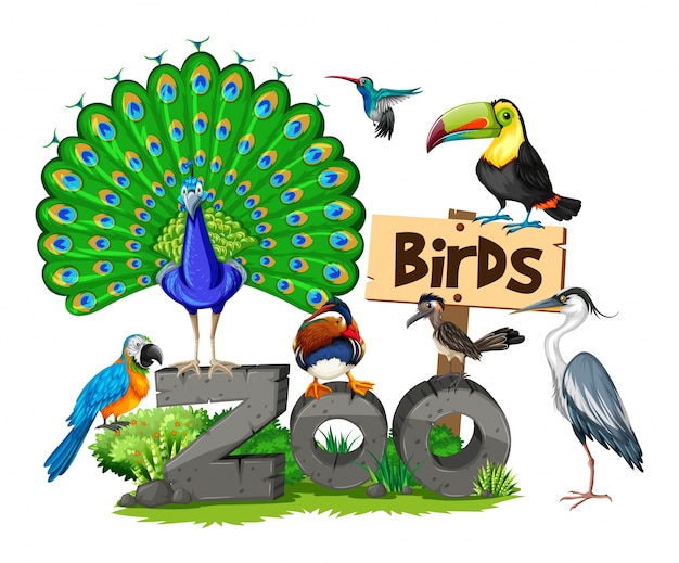 Premium Vector | Different kinds of birds in the zoo