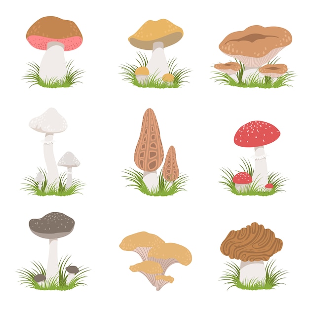 Premium Vector Different mushrooms realistic drawings set