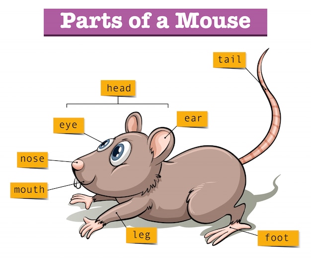 Different parts of small mouse Free Vector