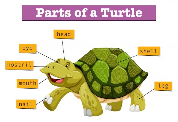 Premium Vector | Different parts of turtle