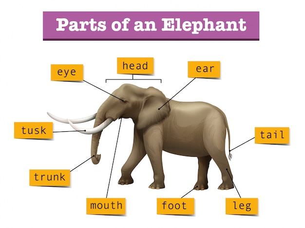 Partes Del Elefante