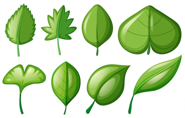 free-vector-different-shapes-of-leaves