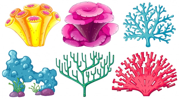 Download Different type of coral reef Vector | Free Download