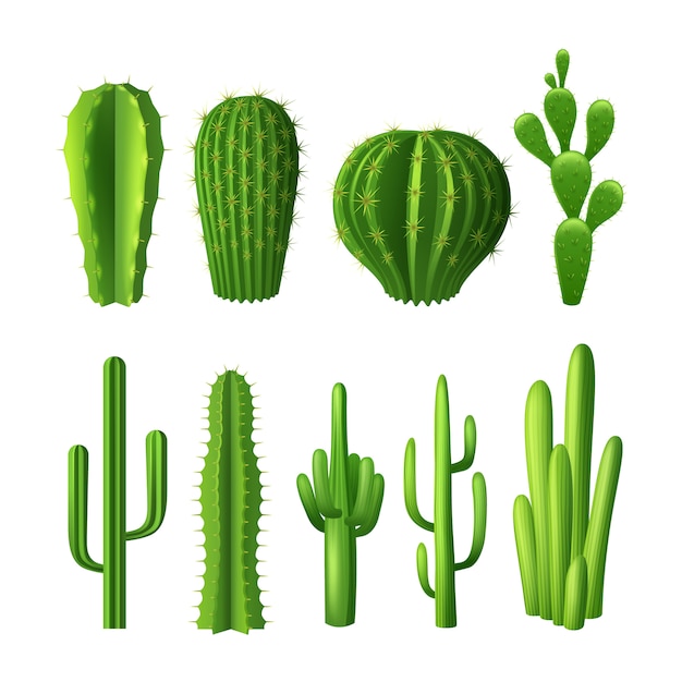 Free Vector Different Types Of Cactus Plants Realistic Decorative Icons Set,Personal Space Bubble