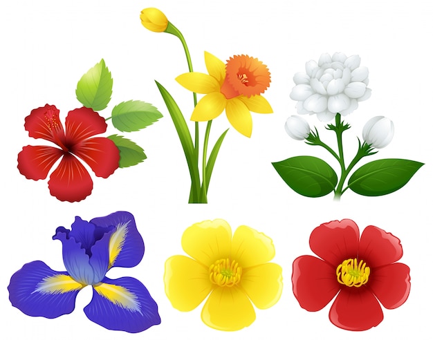 Free Vector | Different types of flowers illustration