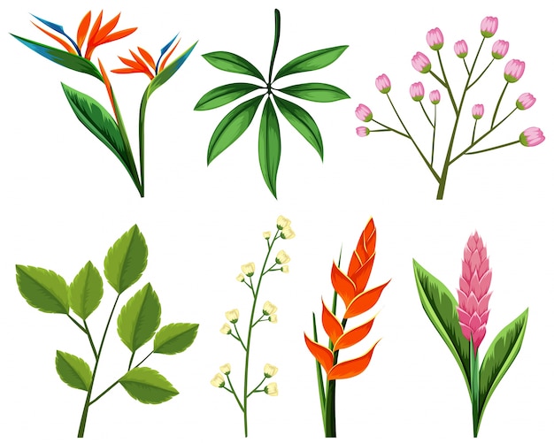 Premium Vector | Different types of flowers and leaves