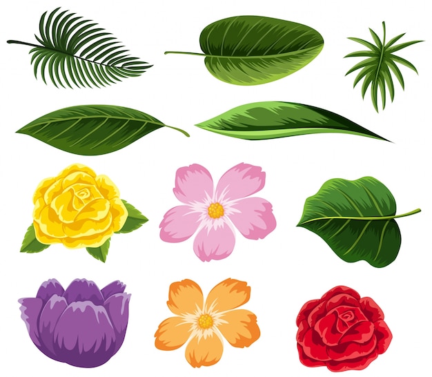 premium-vector-different-types-of-leaves-and-flowers