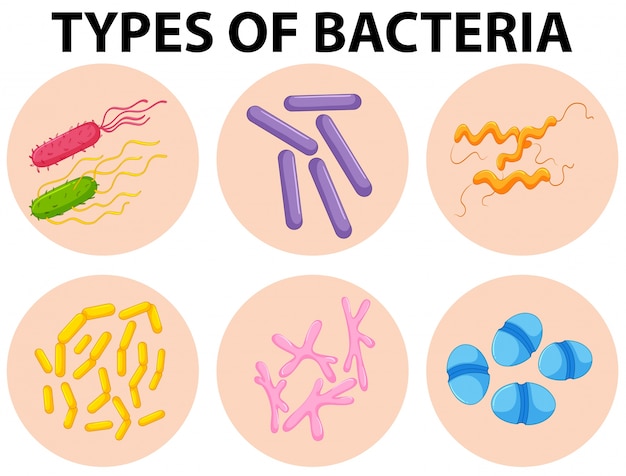 Different Types Of Bacteria Illustration Vector | Premium Download