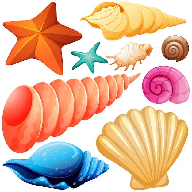 さまざまな種類の貝殻のイラスト 無料のベクター