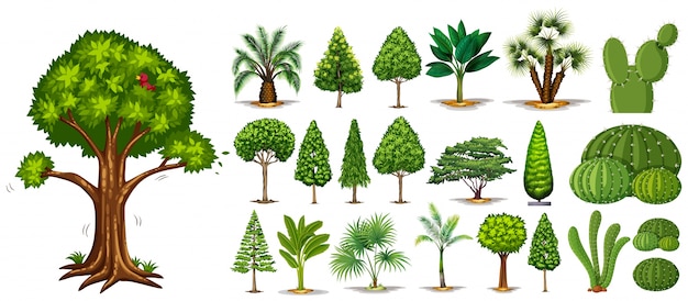 Different types of trees illustration Vector | Premium Download