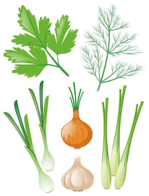 白い野菜の種類 無料のベクター