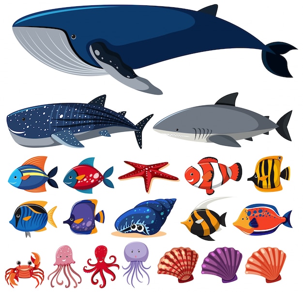Premium Vector | Different types of sea creatures on white background