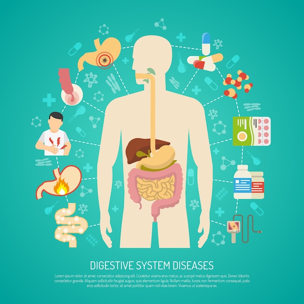 Digestive System Cartoon Image