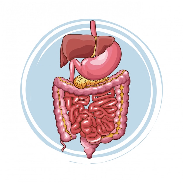 Premium Vector Digestive System Human Organs