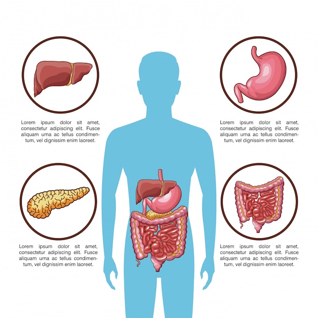 Premium Vector | Digestive system infographic with information