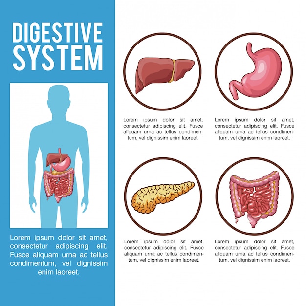 Premium Vector | Digestive system infographic with information