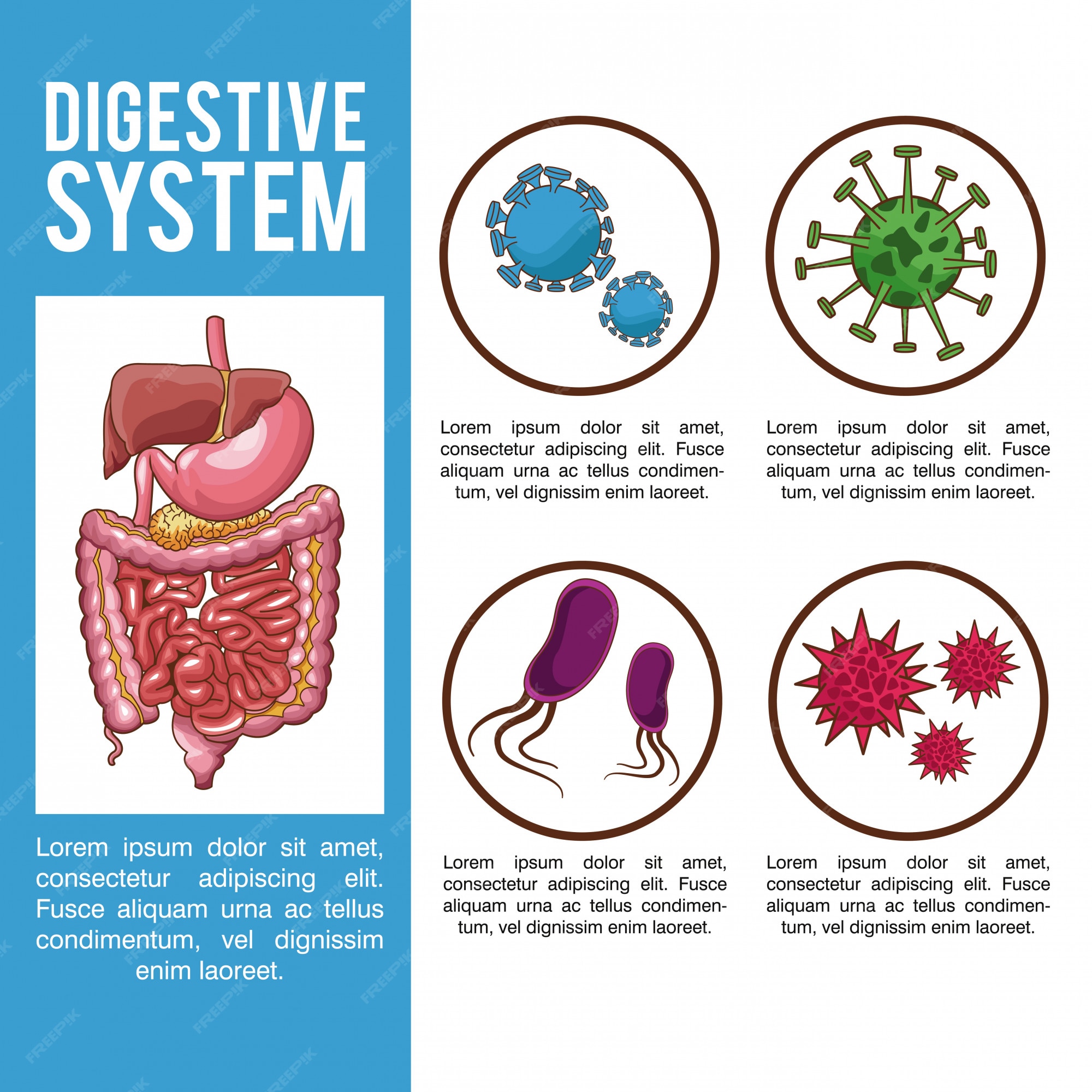 Premium Vector | Digestive system infographic with information