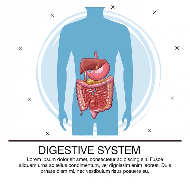 Premium Vector | Digestive system infographic with information