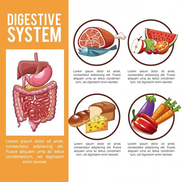 Premium Vector | Digestive system infographic