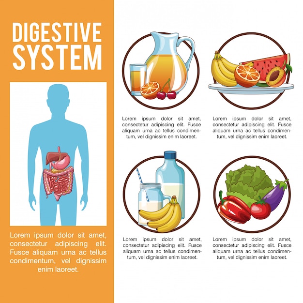 Digestive System Infographic