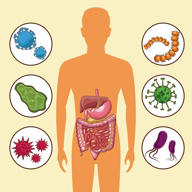 Digestive system with bacterias | Premium Vector