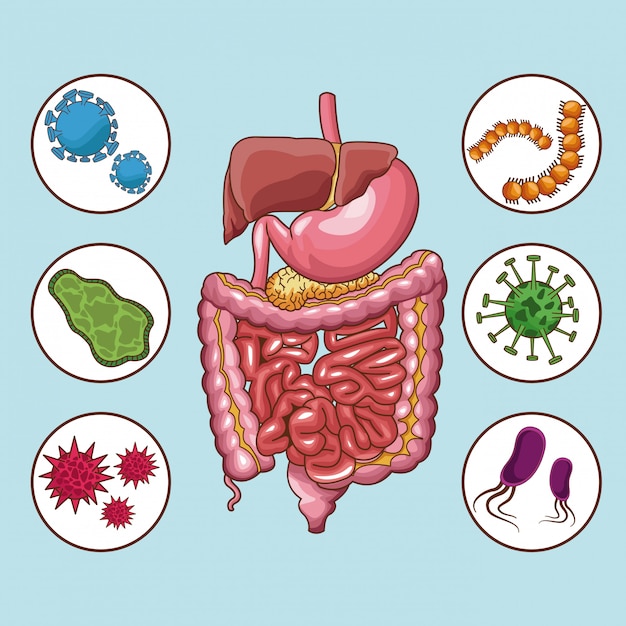 Premium Vector Digestive System With Bacterias