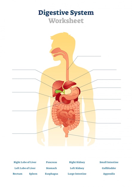 Digestive system worksheet illustration Vector | Premium Download