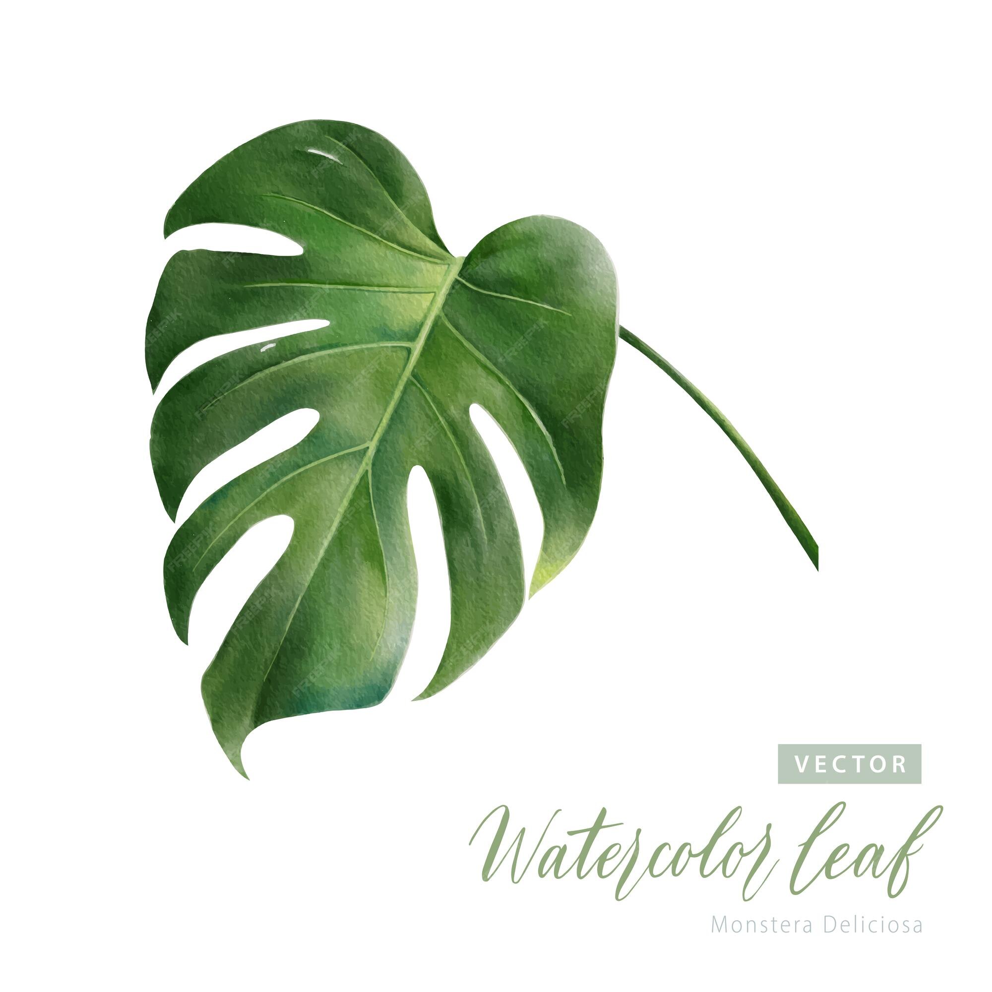 Premium Vector Digital Watercolor Painting Tropical Monstera