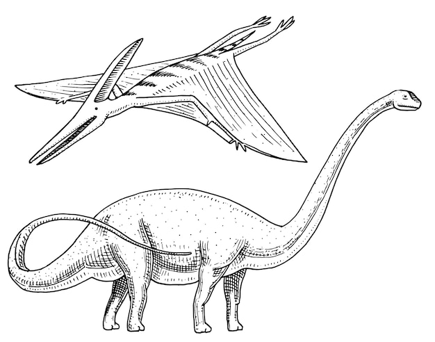 恐竜ブラキオサウルスまたは竜脚類 プラテオサウルス ディプロドクス アパトサウルス 翼竜 スケルトン 化石 翼のあるトカゲ アメリカ先史時代の爬虫類 ジュラ紀の動物が刻まれた手描き プレミアムベクター