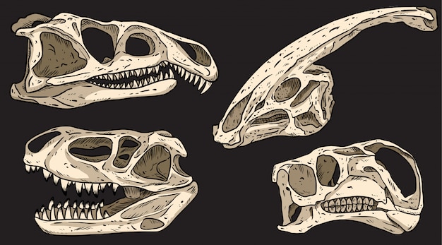 ブラックボード上の恐竜は手描きの頭蓋骨のカラフルな落書きセットです 肉食性および草食性の化石の画像コレクション ストックイラスト プレミアムベクター