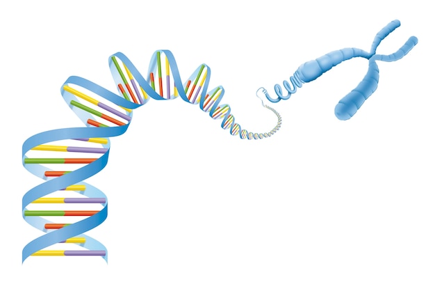Dna Helix And Gene Diagram