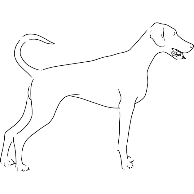 Premium Vector | Doberman dog hand sketched vector drawing